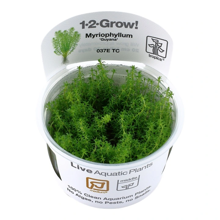 Tropica Myriophyllum Guyana Mini 1-2-GROW